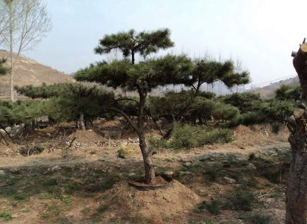 造型黑松樹(shù)哪里便宜？哪家的質(zhì)量好？