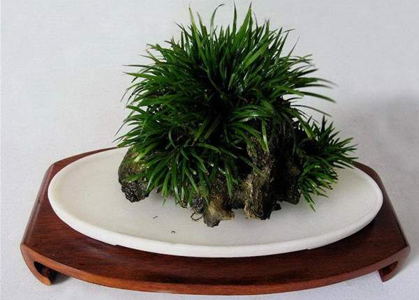 金錢(qián)菖蒲