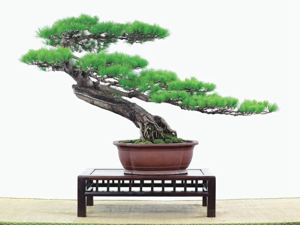 有著百變造型之王的五針?biāo)墒窃鯓訜挸傻?/><br/></div><p><strong>(1)取、審材</strong><br/>我國引種栽培五針?biāo)?,由于結(jié)實少,且多發(fā)育不良,種粒<a href='http://www.atpem.cn/huahaijianshe/138890.html' target='_blank'>發(fā)芽率</a>低,故多采用嫁接法繁殖。<br/>盆栽五針?biāo)桑侵谱魑遽標(biāo)膳杈暗闹饕牧?。它的根爪,可否顯露,樁干有無彎度,哪些地方突出好看,都要仔細(xì)審視一番。通過審材,找出好觀賞面。五針?biāo)捎^賞價值高低,在于姿色的奇妙與否。通過審材,進(jìn)行藝術(shù)取舍,決定部分根、枝、干、針葉的去留。<br/><strong>(2)上盆</strong><br/>①選盆:五針?biāo)勺藨B(tài)清秀古雅、翠葉蔥籠,宜用外型古雅,色澤深沉的紫砂陶盆。懸崖式用中深圓形盆或正方盆;斜干式、直干式則用長方形盆或橢圓盆;曲干式用稍深的馬槽盆;合栽式用較淺長方形盆,其大小可視樹形而選定。<br/>②用土:栽植五針?biāo)傻呐柰烈擞觅|(zhì)地疏松、肥沃的微酸性土,按輕壤60%,砂土3o%a與腐殖土to%的比例以及腐熟餅肥1份混合使用,PH值5-6最宜。<br/>③栽植:五針?biāo)缮吓柙灾惨源杭拘氯~吐芽前3月左右最好,也可在秋季新枝成長后8月中旬至9月進(jìn)行。上盆前修剪傷根、爛根,剪短粗根,在剪口上涂蠟,以防松脂外流。栽時盆土要稍干,盆底墊一層碎瓦片及粗砂之類,以利排水透氣。<br/>④造型與布局:五針?biāo)芍l自然形成層片,層次分明,線條清晰;生長緩慢,枝干上無不定芽萌發(fā),因此不耐修剪。粗枝不易屈曲,蟠扎造型必須從幼齡樹開始,五針?biāo)稍煨蛻?yīng)以吊扎為主,結(jié)合修剪,作為基本方法。<br/>制作五針?biāo)膳杈?,和其它?盆栽五針?biāo)?,是制作五針?biāo)膳杈暗闹饕牧稀K母?,可否顯露,樁干有無彎度,哪些地方突出好看,都要仔細(xì)審視一番。通過審材,找出好觀賞面。五針?biāo)捎^賞價值高低,在于姿色的奇妙與否。通過審材,進(jìn)行藝術(shù)取舍,決定部分根、枝、干、針葉的去留。<br/><br/><strong>制作五針?biāo)膳杈?,和其它盆景一樣,要注重盆面的布局,要講究自然,給人以舒適的美感。</strong><br/>盆面布局,應(yīng)有疏有密,或“疏能走馬”,或“密不通風(fēng)”。要突出主體,在一盆中,合栽幾株五針?biāo)?,要突出主體,其余則為烘托與陪襯。<br/>盆面布局,要講究層次,這在盆中表現(xiàn)為粗細(xì)、大小的對比。細(xì)到一枝一根上下功夫,使之形象生動,景中有景。樹樁的枝干、針片,各占盆面多少位置,樹、石、亭、橋、屋宇、人物小品等配件的大小,要精心安排,恰到好處,突出盆景主題。總之充分運用藝術(shù)造型和造景手法以提高盆景的整體藝術(shù)美。<br/><br/></p><div align=