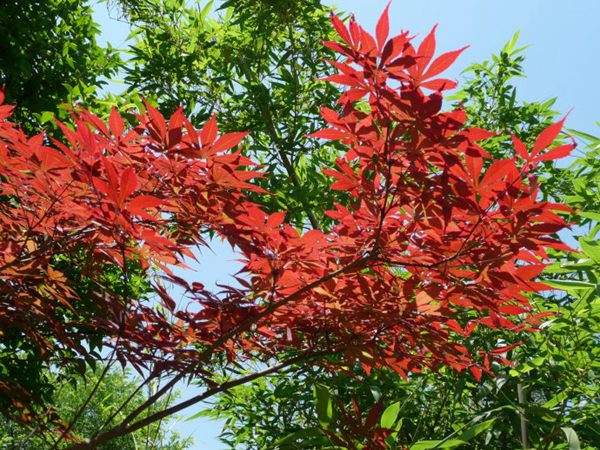 紅楓作衫，白楊為裙，美的傾國(guó)傾城！
