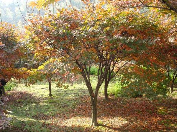 紅楓作衫，白楊為裙，美的傾國(guó)傾城！