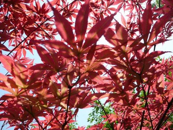 紅楓作衫，白楊為裙，美的傾國(guó)傾城！