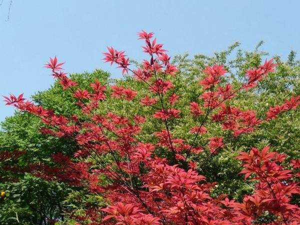 紅楓作衫，白楊為裙，美的傾國(guó)傾城！