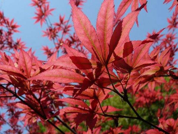 紅楓作衫，白楊為裙，美的傾國(guó)傾城！