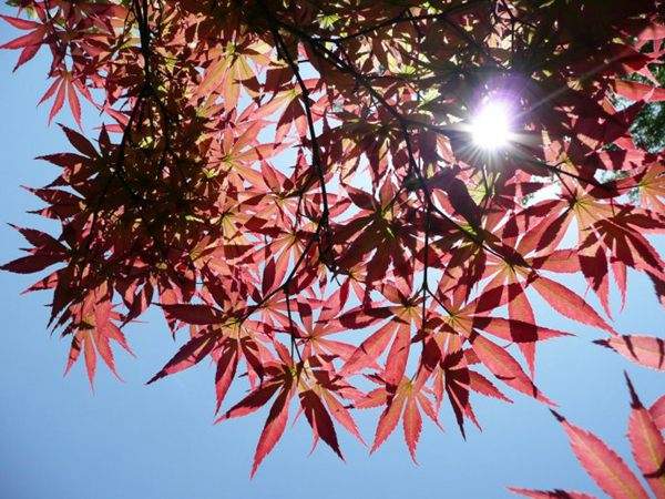 紅楓作衫，白楊為裙，美的傾國(guó)傾城！