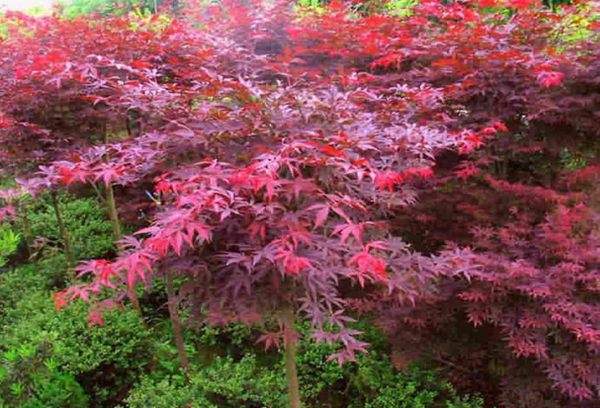紅楓作衫，白楊為裙，美的傾國(guó)傾城！