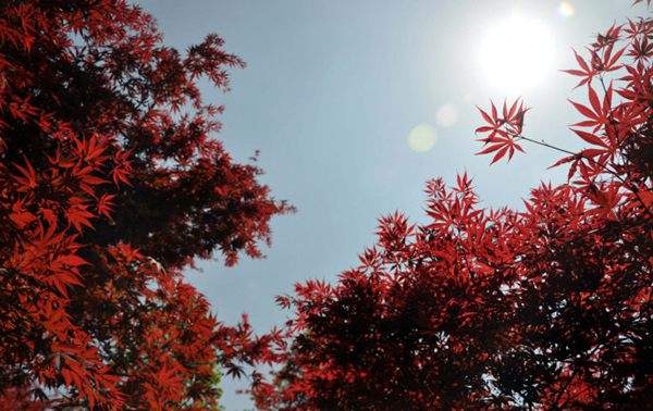 紅楓作衫，白楊為裙，美的傾國(guó)傾城！