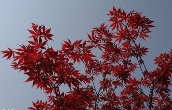 紅楓作衫，白楊為裙，美的傾國(guó)傾城！