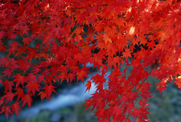 紅楓作衫，白楊為裙，美的傾國(guó)傾城！