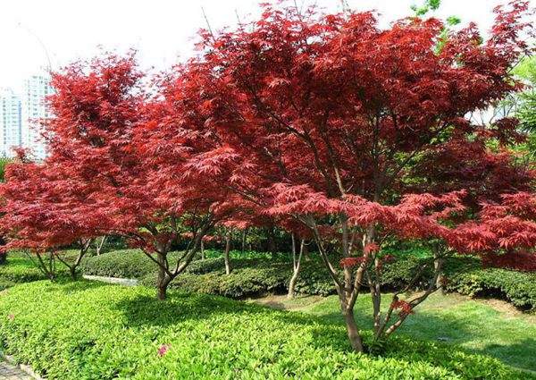 紅楓作衫，白楊為裙，美的傾國(guó)傾城！