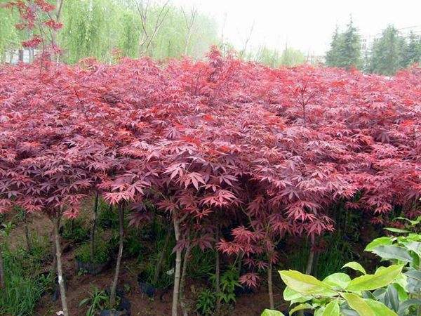 大型紅楓基地實(shí)拍圖曝光！