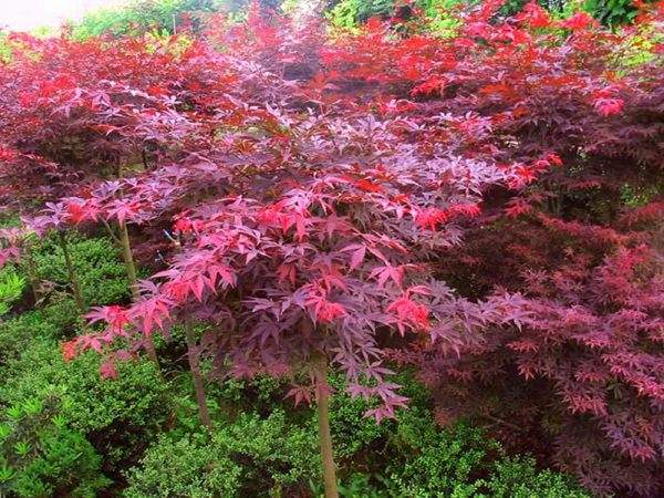 大型紅楓基地實(shí)拍圖曝光！