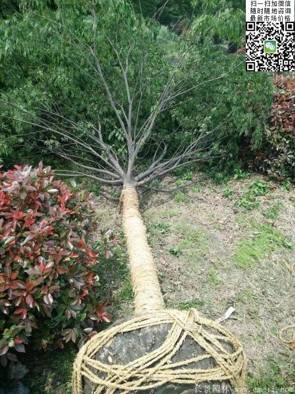 沭陽(yáng)大櫸樹
