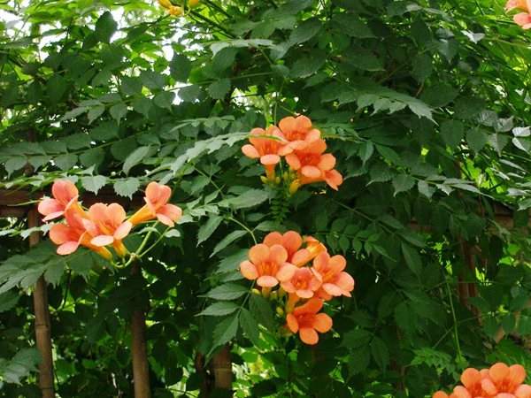 凌霄花、葉
