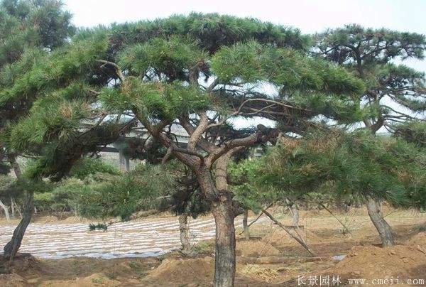 沭陽黑松造型