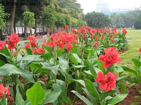 美人蕉，