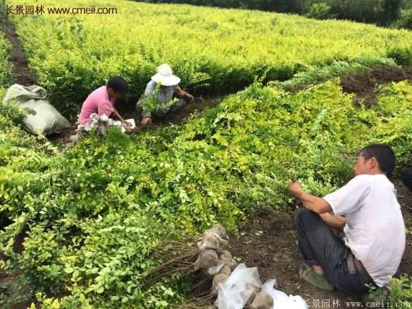 金葉女貞苗、金葉女貞球