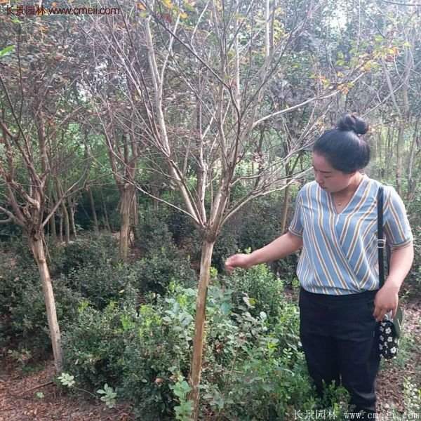 紫薇樹多少錢一棵？