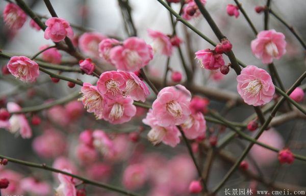 紅梅苗木-沭陽長(zhǎng)景園林 紅梅苗木-沭陽長(zhǎng)景園林
