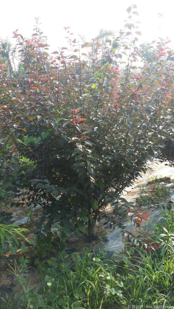 紅梅苗木-沭陽長(zhǎng)景園林 紅梅苗木-沭陽長(zhǎng)景園林