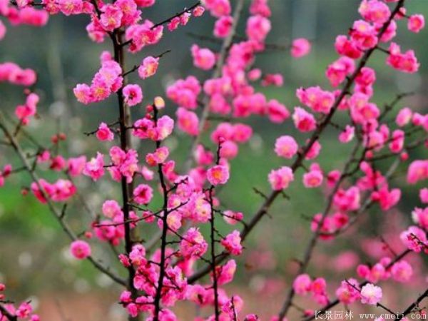 紅梅苗木-沭陽長(zhǎng)景園林 紅梅苗木-沭陽長(zhǎng)景園林