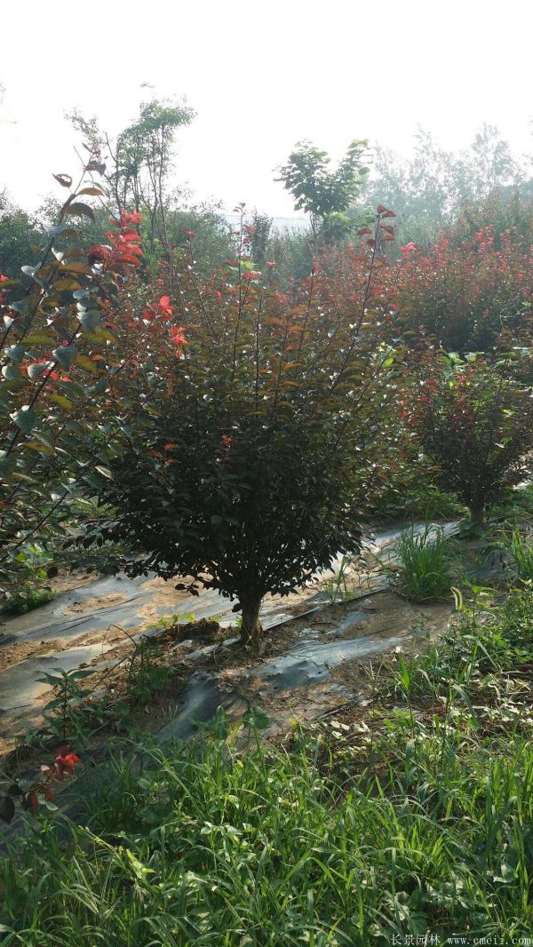紅梅苗木-沭陽長(zhǎng)景園林 紅梅苗木-沭陽長(zhǎng)景園林
