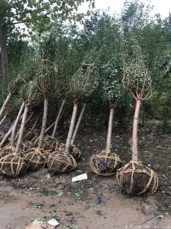 紅梅苗木-沭陽長(zhǎng)景園林 紅梅苗木-沭陽長(zhǎng)景園林