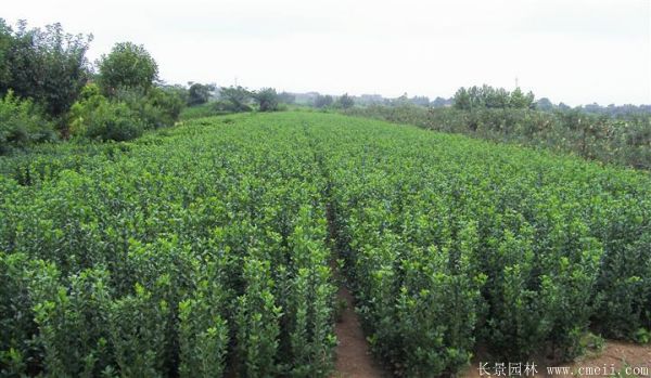 大葉黃楊苗圖片基地實拍 大葉黃楊苗圖片基地實拍
