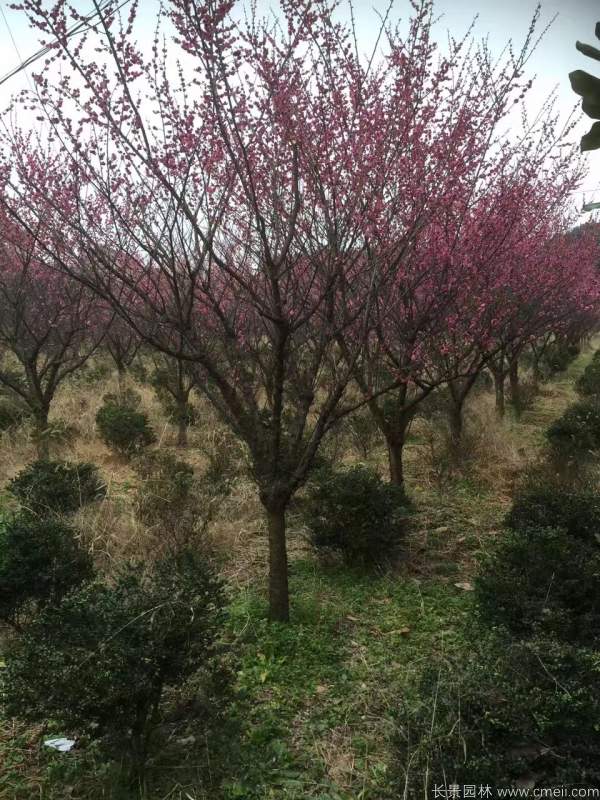 紅梅樹紅梅花圖片基地實(shí)拍 紅梅樹紅梅花圖片基地實(shí)拍