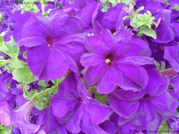 牽?；ǚN子發(fā)芽出苗開花圖片
