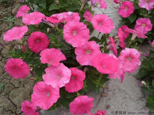牽?；ǚN子發(fā)芽出苗開花圖片