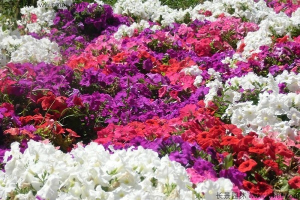 牽?；ǚN子發(fā)芽出苗開花圖片