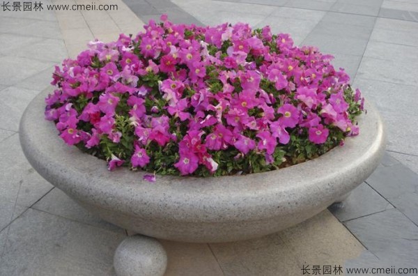 牽?；ǚN子發(fā)芽出苗開花圖片
