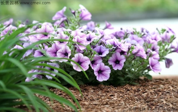 牽?；ǚN子發(fā)芽出苗開花圖片