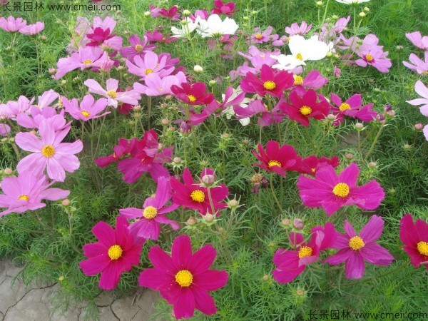 格?；ǚN子發(fā)芽出苗開花圖片