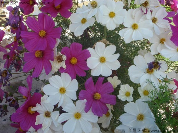 格?；ǚN子發(fā)芽出苗開花圖片