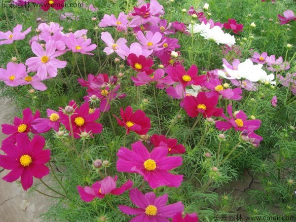 格?；ǚN子發(fā)芽出苗開花圖片