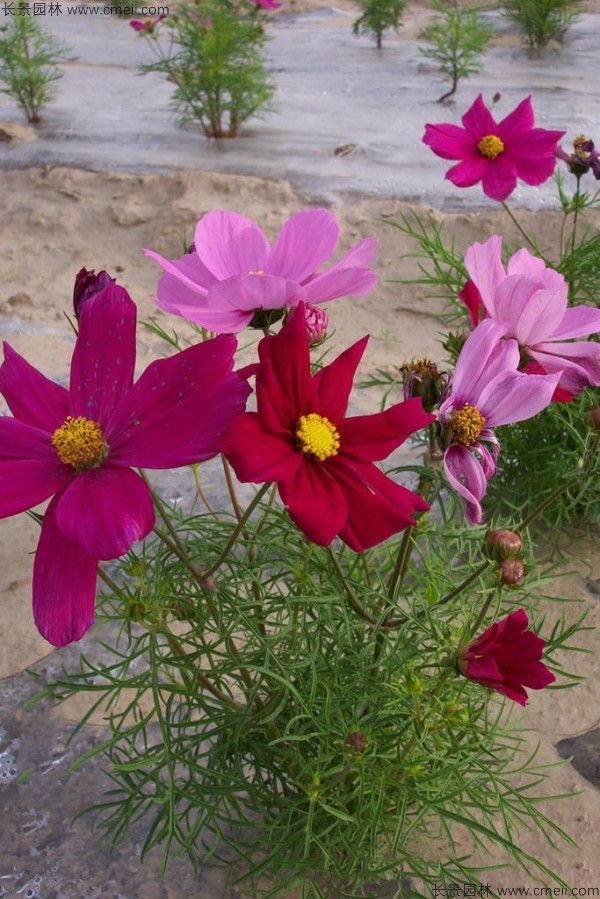 格?；ǚN子發(fā)芽出苗開花圖片