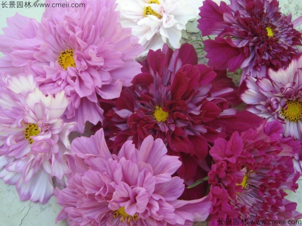 格?；ǚN子發(fā)芽出苗開花圖片