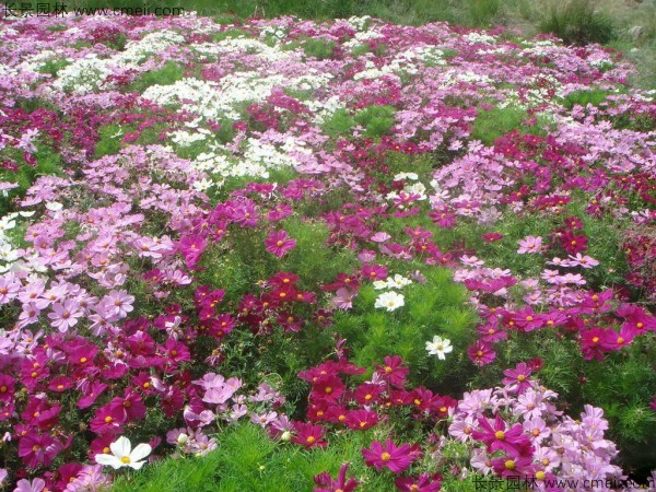 格?；ǚN子發(fā)芽出苗開花圖片