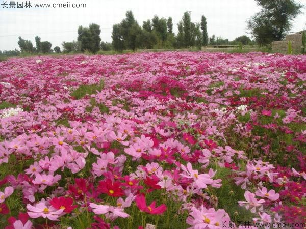 格?；ǚN子發(fā)芽出苗開花圖片