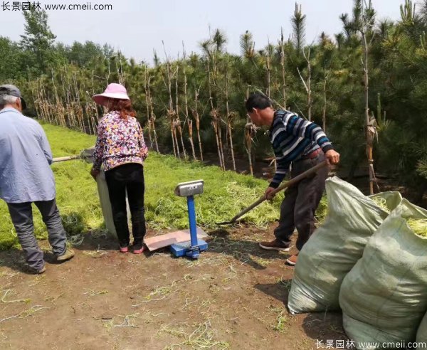 佛甲草起苗挖苗現(xiàn)場實拍圖片 佛甲草起苗挖苗現(xiàn)場實拍圖片